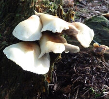 Pleurotes "corne d