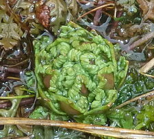 Coeur de plante.