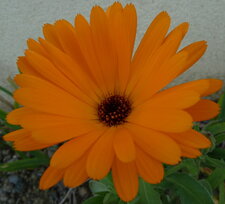 Fleur de soucis.