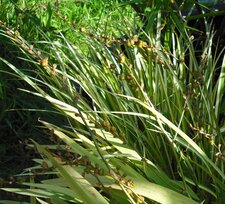  Crocosmia en graines 