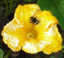 Pollinisation par gros bourdon