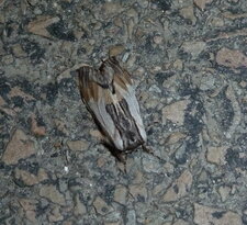 Papillon noctuelle.