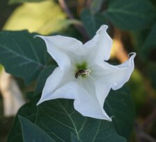 Datura après éclosion