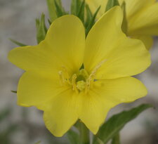 Fleur d