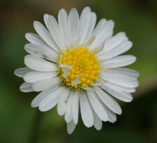 Pâquerette