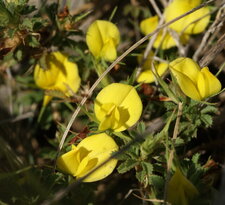 Ononis pusilla