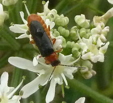 Cantharis fulvicollis