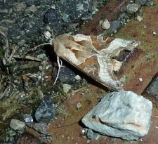 Phlogophora meticulosa - Noctuelle
