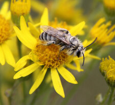 Andrena