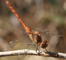 Sympetrum striolatum