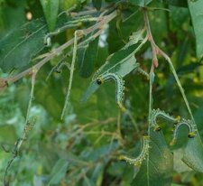 Fausses chenilles. Larves de Tenthrèdes