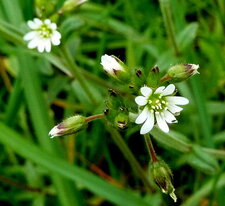 Cerastium arvense (céraiste des champs)
