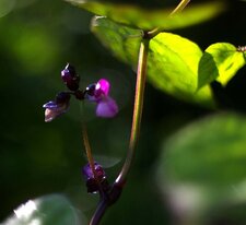 Haricots nain mange tout