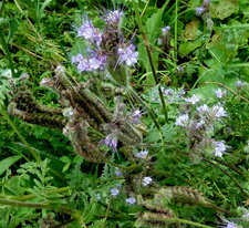Phacelia tanacetifolia 