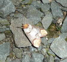 La Bucéphale Phalera bucephala.Noctuelle.