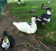 Canards pie