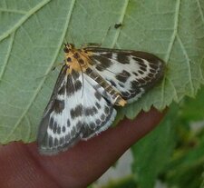  Eurrhypara hortulata. Pyrale de l