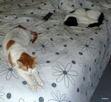 Chats.