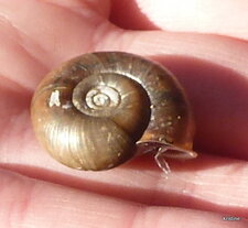 Escargot de Quimper 