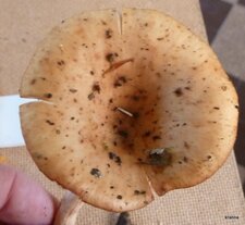 Fausse girolle.