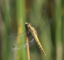 Orthetrum cancellatum - femelle