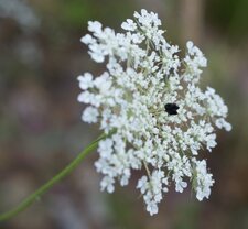 Daucus carota