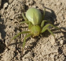 Micrommata virescens - sous réserve
