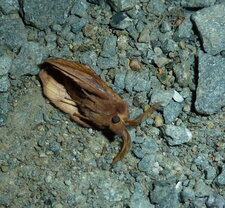 La Buveuse Euthrix potatoria.Noctuelle.