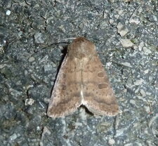 La Téniocampe grêle Orthosia gracilis - Noctuelle
