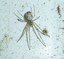 Araignée