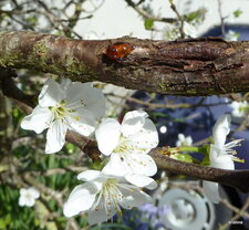 Fleurs de Prunier.