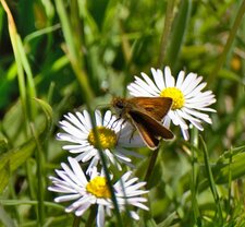 Hespérie de la houque - Thymelicus sylvestris