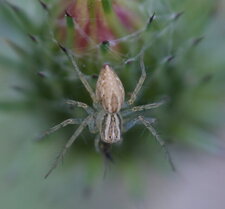Araignée