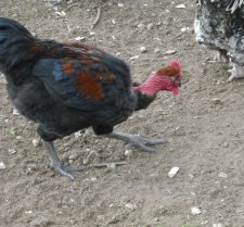Coq cou nu