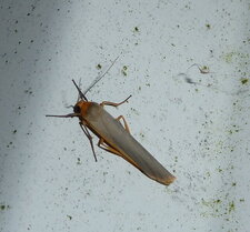 Manteau à tête jaune ou Lithosie aplatie.Noctuelle.