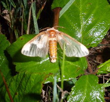 Noctuelle