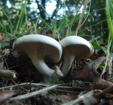  Clitopilus. Dessous.