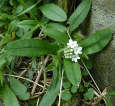 Myosotis blanc