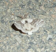 Calliteara pudibunda