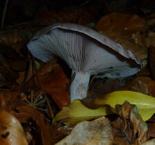Champignon. Tricholome sordide.