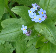 Myosotis
