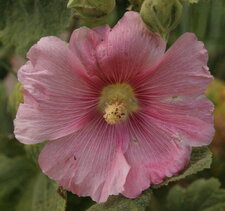 Rose trémière