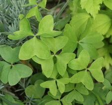Oxalis latifolia - sous réserve
