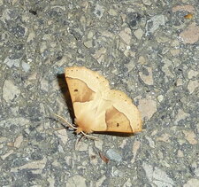  Crocalle commun - Noctuelle