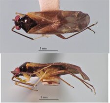 Orthotylus de Pennsylvanie (Orthotylus pennsylvanicus)