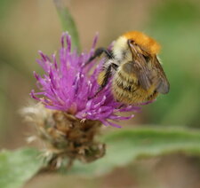 Bombus humilis