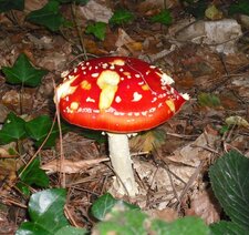Amanite tue-mouches