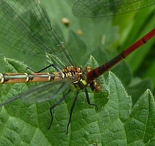 Agrion sanglant.Pyrrhosoma nymphula.Nymphe au corps de feu.