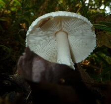 Champignon. Dessous