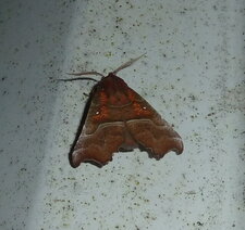 Scoliopteryx libatrix
